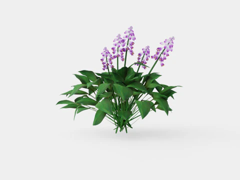 Hosta Blue Mouse Ears Bladlilje 3D Model