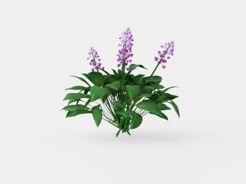 Hosta Blue Mouse Ears Bladlilje Modelo 3D