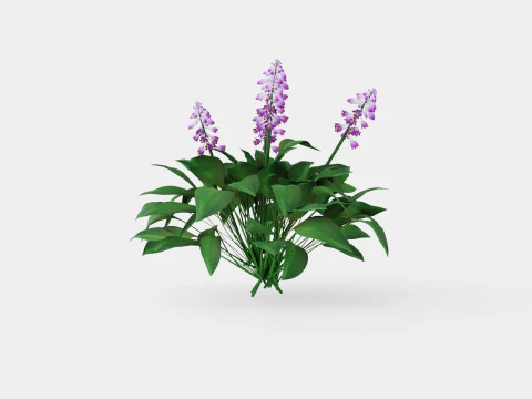 Hosta Blue Mouse Ears Bladlilje 3D Model