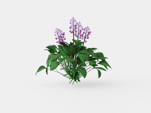 Hosta Blue Mouse Ears Bladlilje Modelo 3D