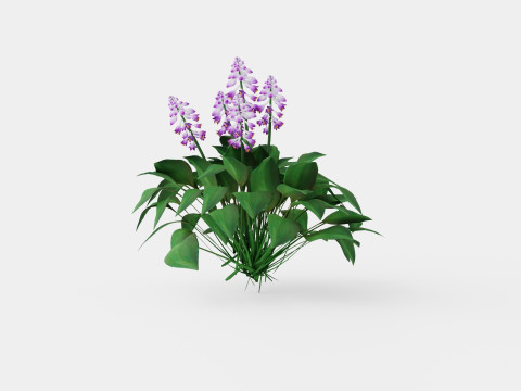 Hosta Blue Mouse Ears Bladlilje Modelo 3D