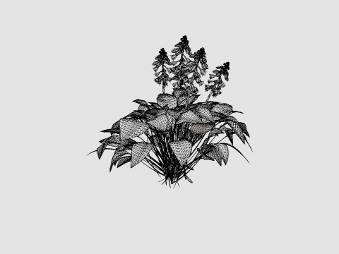 Hosta Blue Mouse Ears Bladlilje Modelo 3D