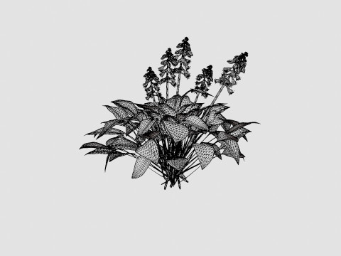Hosta Blue Mouse Ears Bladlilje Modelo 3D