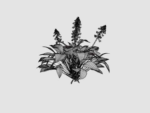 Hosta Blue Mouse Ears Bladlilje Modelo 3D