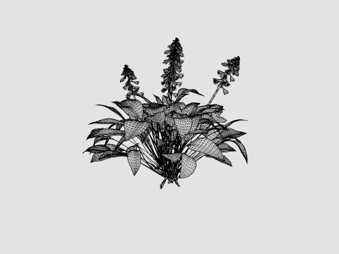 Hosta Blue Mouse Ears Bladlilje 3D Model