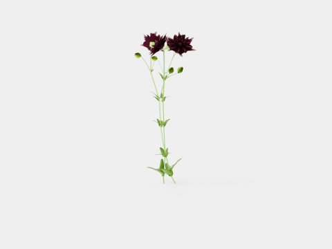 Aquilegia vulgaris Black Barlow Akeleie Modello 3D