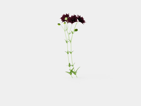 Aquilegia vulgaris Black Barlow Akeleie Modèle 3D