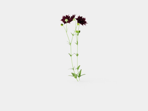 Aquilegia vulgaris Black Barlow Akeleie Modèle 3D