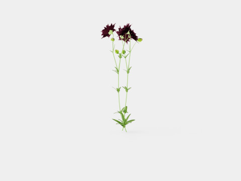 Aquilegia vulgaris Black Barlow Akeleie Modèle 3D