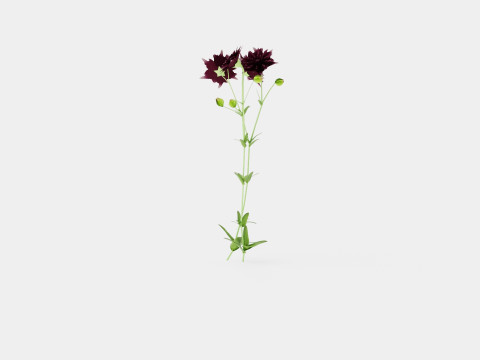 Aquilegia vulgaris Black Barlow Akeleie Modèle 3D