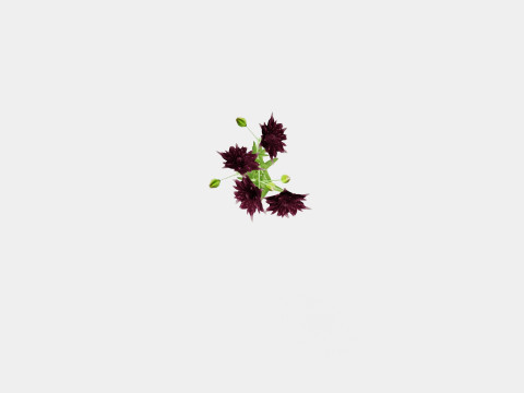 Aquilegia vulgaris Black Barlow Akeleie Modèle 3D
