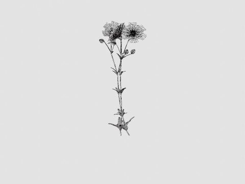 Aquilegia vulgaris Black Barlow Akeleie Modèle 3D