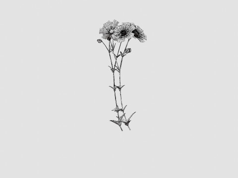 Aquilegia vulgaris Black Barlow Akeleie Modèle 3D