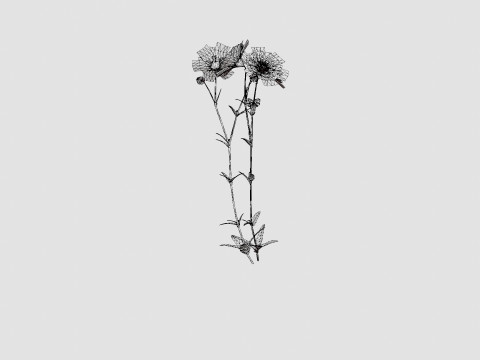 Aquilegia vulgaris Black Barlow Akeleie Modèle 3D