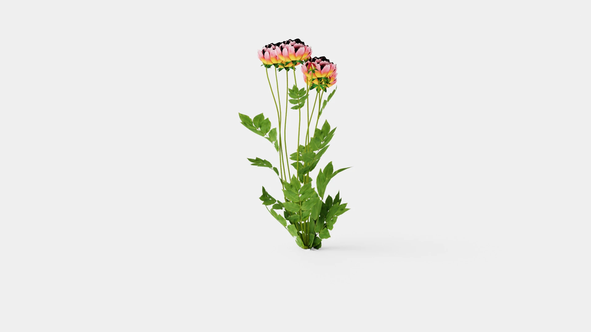 Paeonia lactiflora Hawaiian Coral Pion or Peon 3D Model .c4d .max .obj .3ds .fbx .stl .blend 