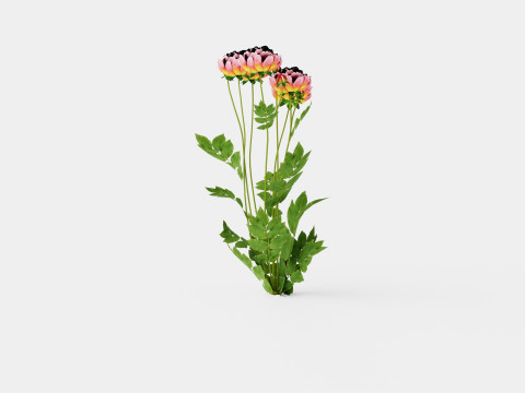 Paeonia lactiflora Hawaiian Coral Pion or Peon 3Dモデル