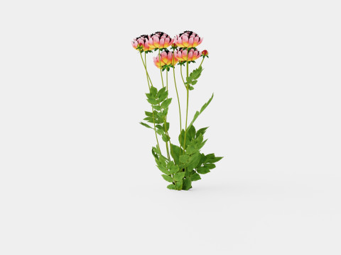 Paeonia lactiflora Hawaiian Coral Pion or Peon 3D Model