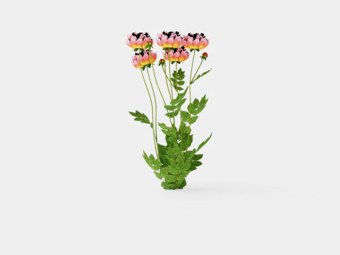 Paeonia lactiflora Hawaiian Coral Pion or Peon 3D Model