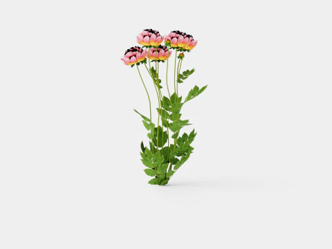 Paeonia lactiflora Hawaiian Coral Pion or Peon 3D Model