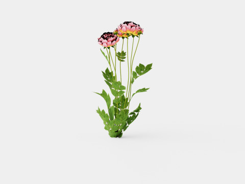 Paeonia lactiflora Hawaiian Coral Pion or Peon 3D Model