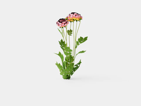 Paeonia lactiflora Hawaiian Coral Pion or Peon 3D Model