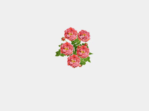 Paeonia lactiflora Hawaiian Coral Pion or Peon 3D Model