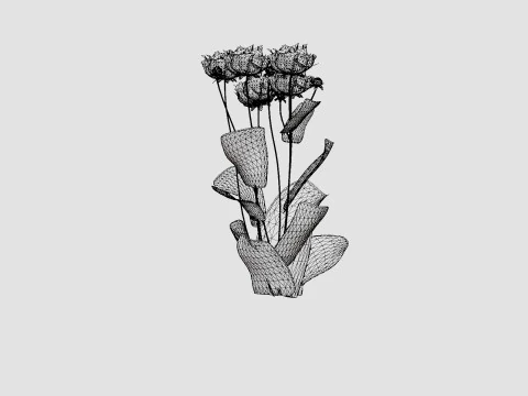 Paeonia lactiflora Hawaiian Coral Pion or Peon 3D Model