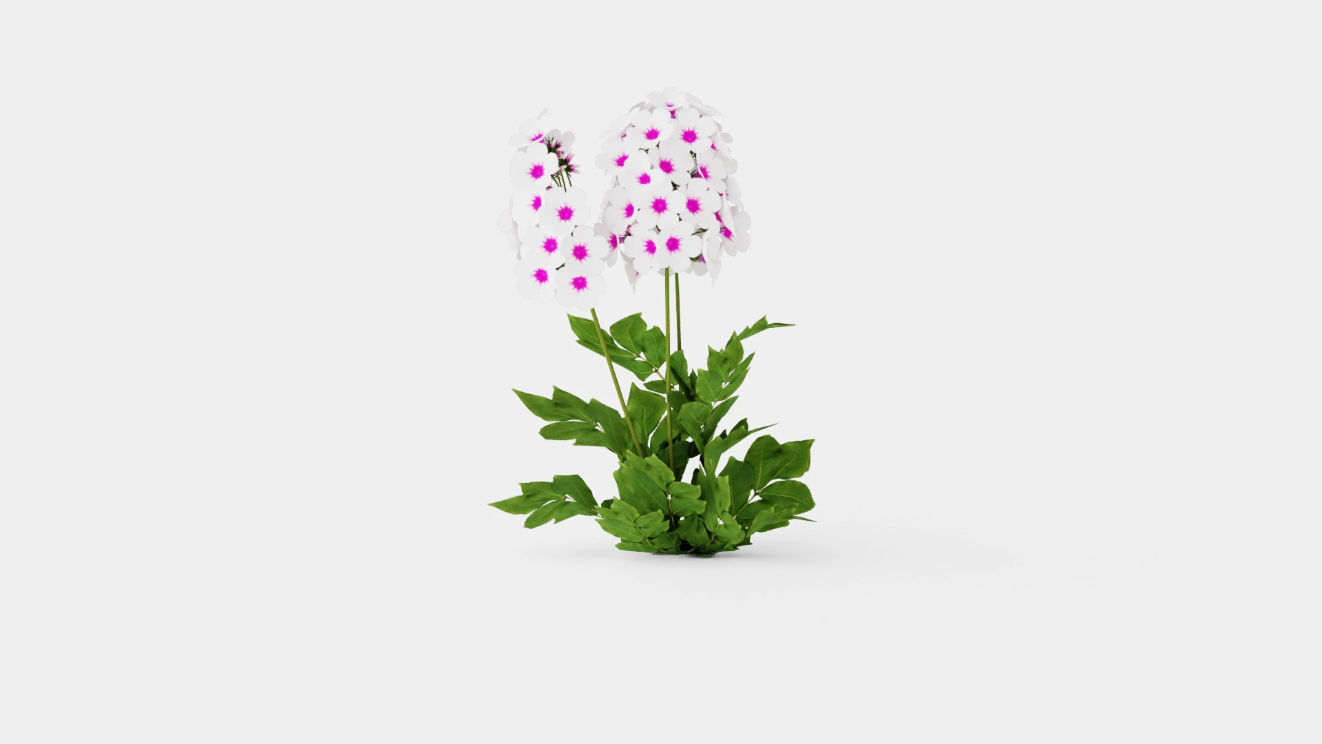 Phlox paniculata Swizzle Blue 3D Model .c4d .max .obj .3ds .fbx .stl .blend 
