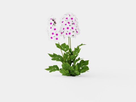 Phlox paniculata Swizzle Blue 3D Model