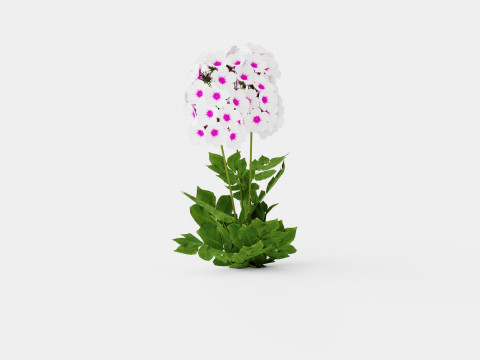 Phlox paniculata Swizzle Blue Modelo 3D