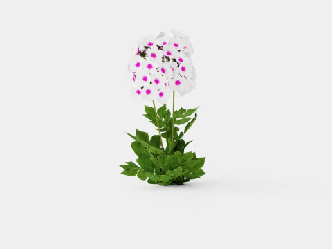 Phlox paniculata Swizzle Blue 3D Model