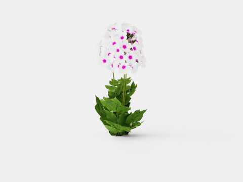 Phlox paniculata Swizzle Blue Modelo 3D