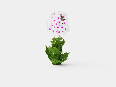 Phlox paniculata Swizzle Blue 3D Model