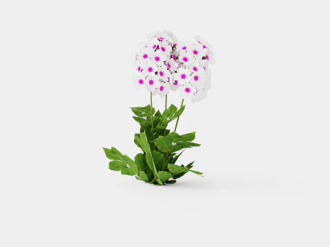 Phlox paniculata Swizzle Blue 3D Model