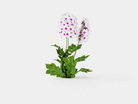 Phlox paniculata Swizzle Blue Modelo 3D