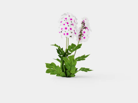 Phlox paniculata Swizzle Blue 3D Model