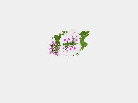 Phlox paniculata Swizzle Blue 3D Model