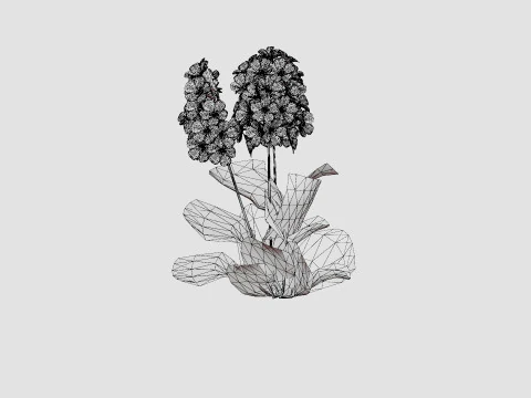 Phlox paniculata Swizzle Blue 3D Model