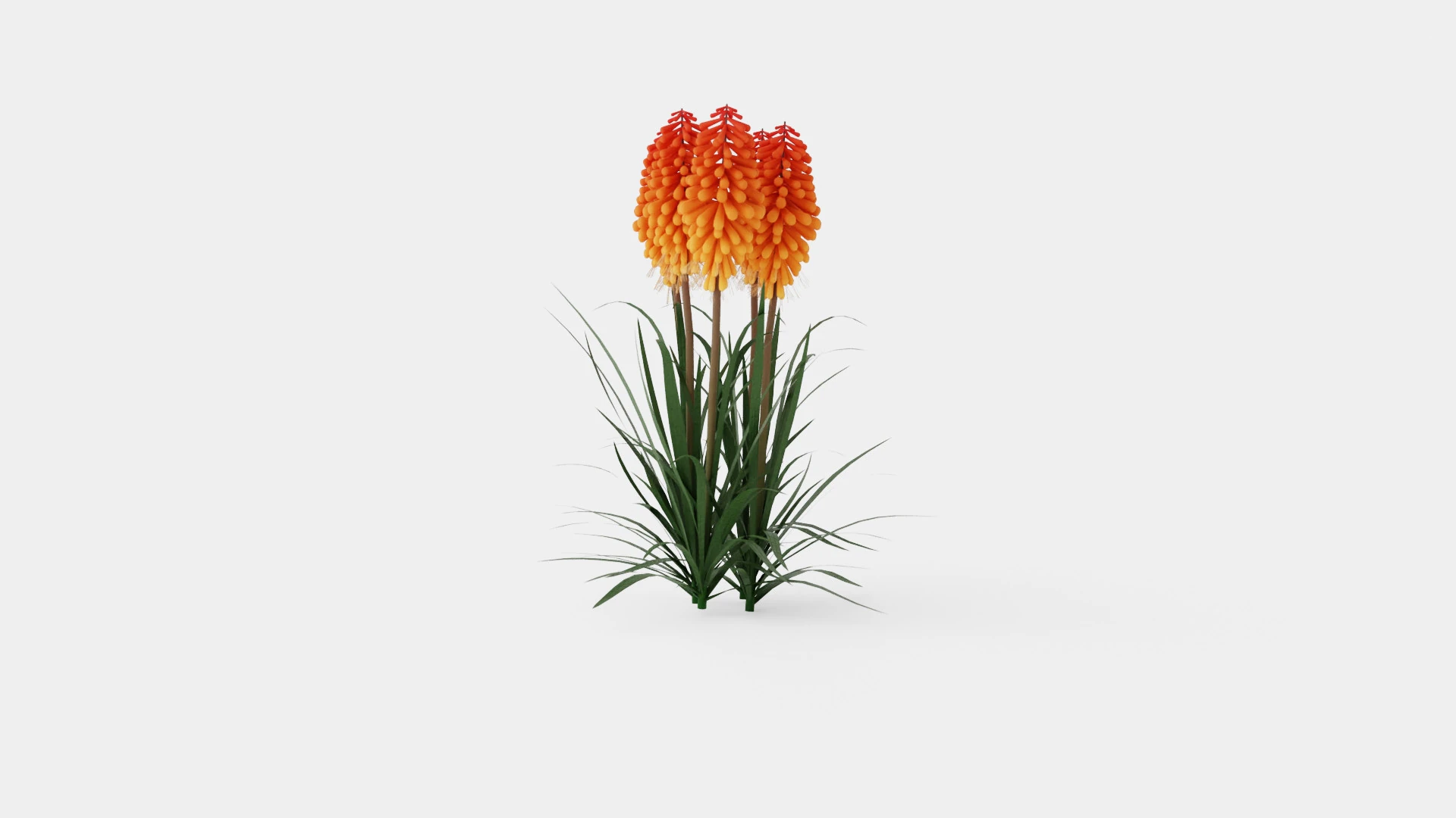 Kniphofia uvaria Tritoma Alcazar Rocket Flower 3D Model .c4d .max .obj .3ds .fbx .stl .blend 