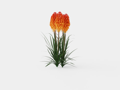 Kniphofia uvaria Tritoma Alcazar Rocket Flower 3D Model