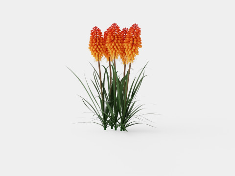 Kniphofia uvaria Tritoma Alcazar Rocket Flower Modèle 3D