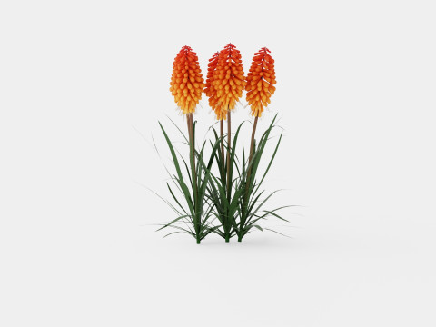 Kniphofia uvaria Tritoma Alcazar Rocket Flower Modèle 3D