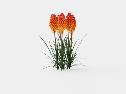 Kniphofia uvaria Tritoma Alcazar Rocket Flower Modèle 3D