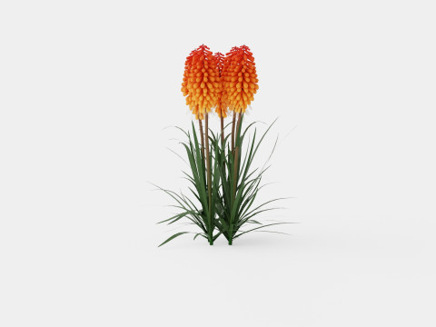 Kniphofia uvaria Tritoma Alcazar Rocket Flower Modèle 3D