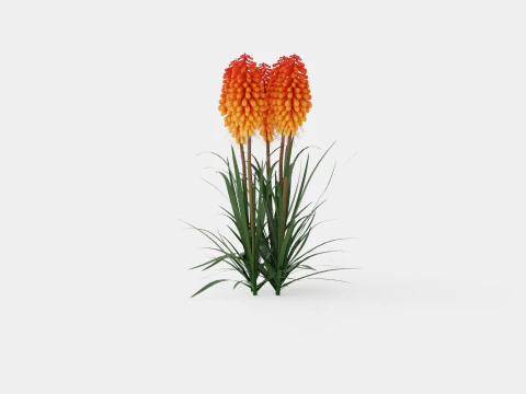Kniphofia uvaria Tritoma Alcazar Rocket Flower 3D Model