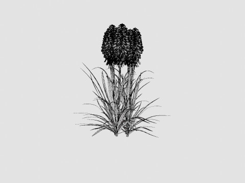 Kniphofia uvaria Tritoma Alcazar Rocket Flower Modèle 3D