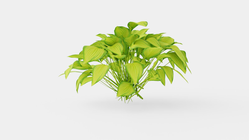 Hosta Stained Glass Bladlilje 3D मॉडल .c4d .max .obj .3ds .fbx .stl .blend