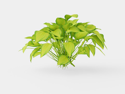 Hosta Stained Glass Bladlilje 3D Model