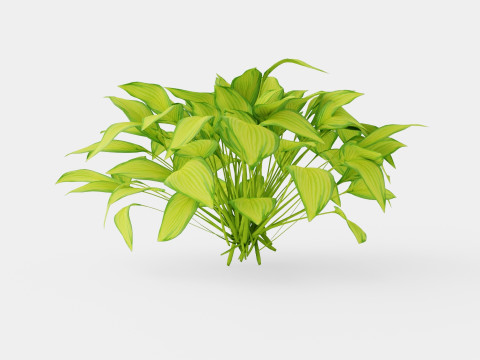 Hosta Stained Glass Bladlilje 3D मॉडल