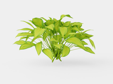 Hosta Stained Glass Bladlilje 3D मॉडल